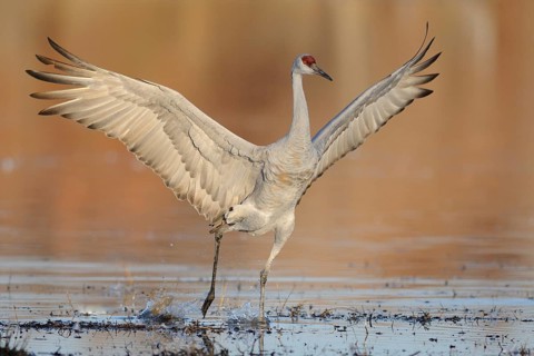 Sandhill Crane (Antigone canadensis), New Mexico, USA