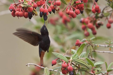 Black-hooded Sunbeam (Aglaeactis pamela) flying while feeding at a flower in Bolivia, South America