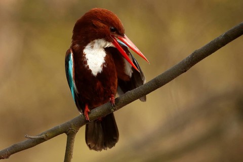 White-throated Kingfisher (Halcyon smyrnensis), Rajasthan, India