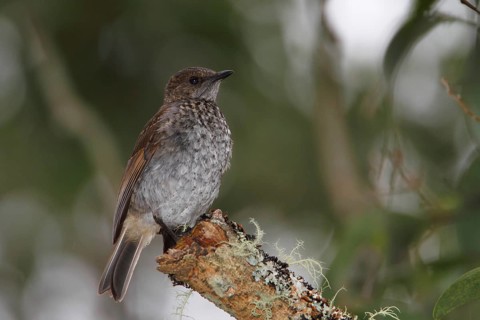 Photographed on the Island of Hawaii.Endemic to the Island of Hawaii