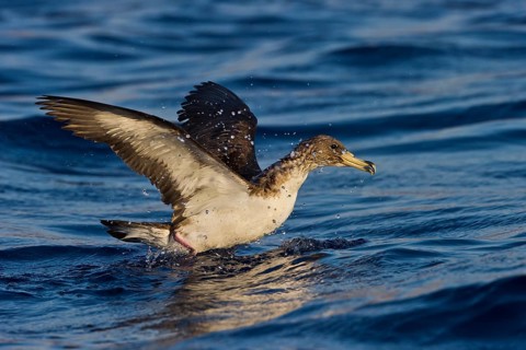 Cory's Shearwater (Calonectris borealis), Eilat, Israel