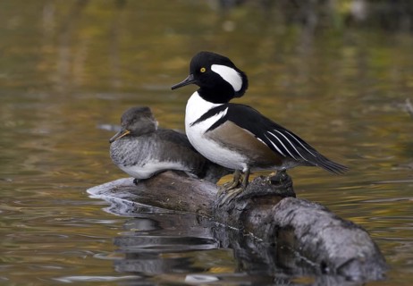 Hooded Merganser (Lophodytes cucullatus), British Columbia, Canada