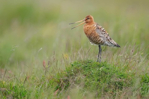 Bar-tailed Godwit (Limosa lapponica) calling, Iceland
