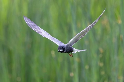 Black Tern (Chlidonias niger) flying, Netherlands