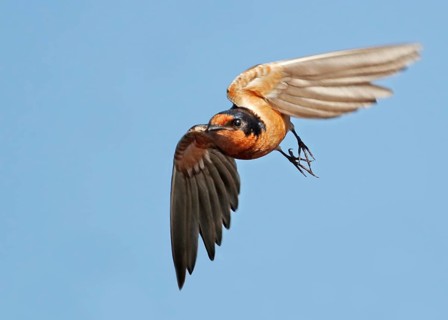 Barn Swallow (Hirundo rustica) flying, Saskatchewan, Canada