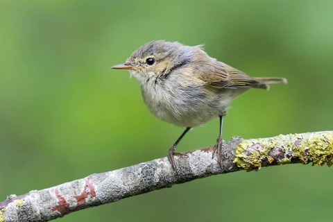 Common Chiffchaff (Phylloscopus collybita) perched on a branch, Lower Saxony, Germany
