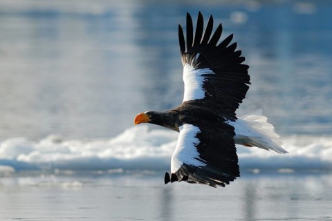 Steller's Sea Eagle (Haliaeetus pelagicus) flying, Hokkaido, Japan