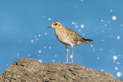Pacific Golden Plover (Pluvialis fulva), Victoria, Australia