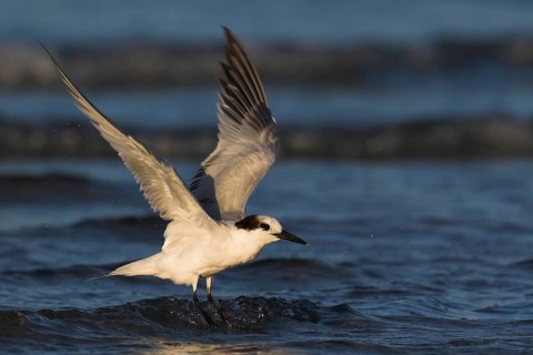 Sandwich Tern (Thalasseus sandvicensis) flying, Florida, USA