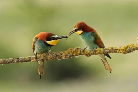 European Bee-eater (Merops apiaster) pair displaying, Piedmont, Italy