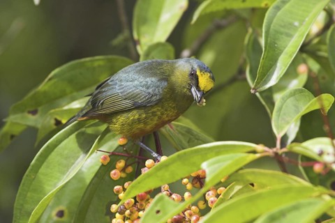 Olive-backed Euphonia (Euphonia gouldi) male, Costa Rica