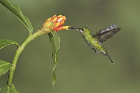 Green-crowned Brilliant (Heliodoxa jacula), Costa Rica