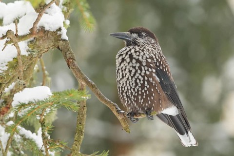 Spotted Nutcracker (Nucifraga caryocatactes), St. Gallen, Switzerland