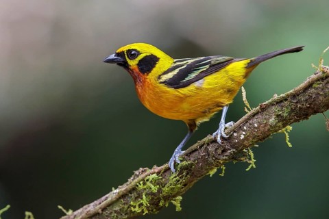 Golden Tanager (Tangara arthus) perched on a branch in Manu National Park, Peru