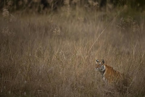 Bengal tiger (Panthera tigris tigris), lying in the tall grass, Bandhavgarh National Park,