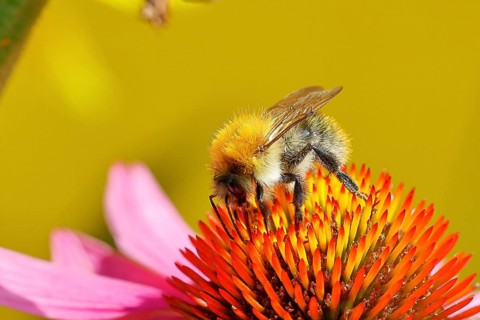 Field bumblebee (Bombus pascuorum), collecting nectar on a purple coneflower (Echinacea purpurea),
