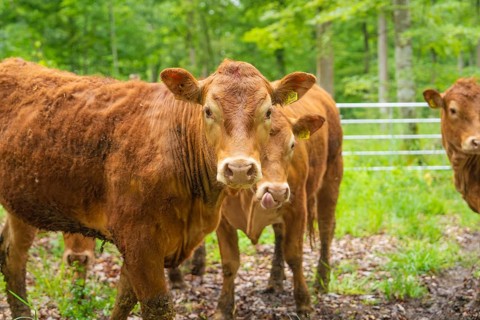 Several brown cows standing on a green and wooded pasture, Waldweide Gechingen, compensation