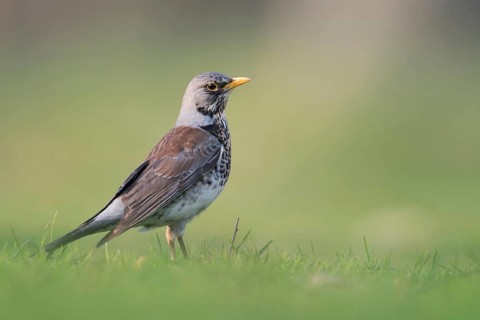 Juniper thrush (Turdus pilaris) in spring, breeding plumage, stands, sits on the ground in the