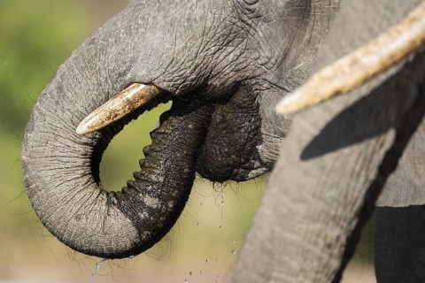 Close-up of an African elephant (Loxodonta africana) drinking with its trunk inside its mouth,
