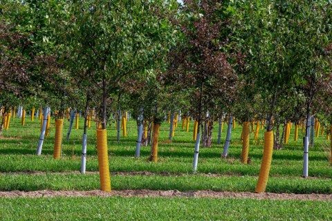 Shelbyville, Michigan - Trees growing at Winding Creek Nursery in west Michigan. The company grows