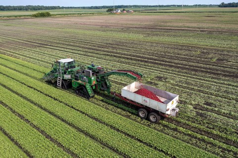 Orangeville, Michigan - Radishes are harvested on a farm in western Michigan