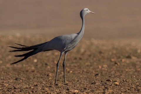 Blue Crane (Grus paradisea), South Africa