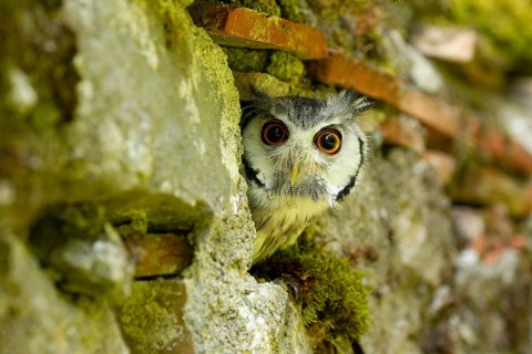 Northern White-faced Owl (Ptilopsis leucotis) captive, Germany