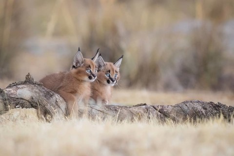 Caracal (Caracal caracal) two cubs on tree trunk, Castile-La Mancha, Spain