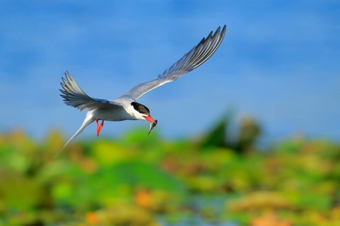 Common Tern (Sterna hirundo) flying with fish prey in beak, Danube Delta, Romania