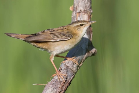 Pallas's Grasshopper Warbler - Streifenschwirl - Locustella certhiola ssp. centralasiae, Kazakhstan