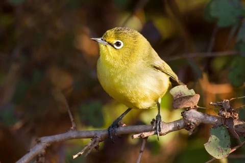 Canary White-eye (Zosterops luteus), Western Australia, Australia