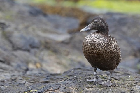 Common Eider (Somateria mollissima) female, Iceland