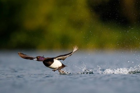 Tufted Duck (Aythya fuligula) male flying, North Rhine-Westphalia, Germany