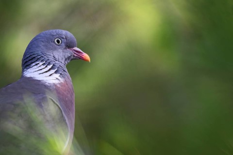 Common Wood Pigeon (Columba palumbus), Mallorca, Spain
