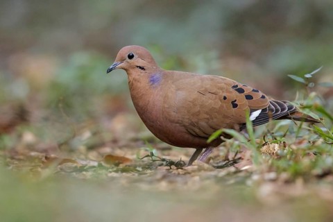 Zenaida Dove (Zenaida aurita) perched on the ground in Cuba
