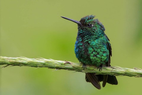 Blue-tailed Emerald (Chlorostilbon mellisugus) perched on a branch in Manu National Park, Peru