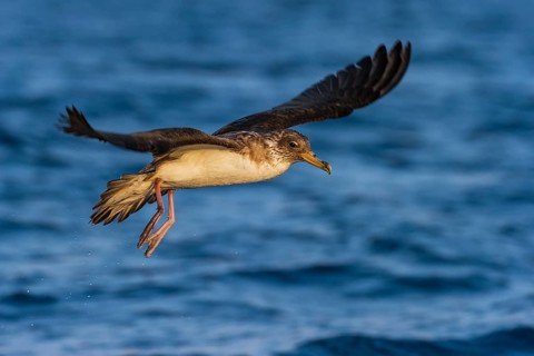 Cory's Shearwater (Calonectris borealis) flying, Eilat, Israel