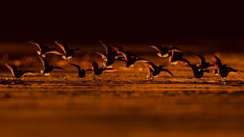 Sanderling (Calidris alba) flock flying, Asturias, Spain