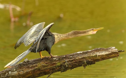 Weiblicher Amerikanische Schlangenhalsvogel (Anhinga anhinga)