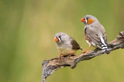 Zebra Finch (Taeniopygia guttata castanotis) pair, Northern Territory, Australia