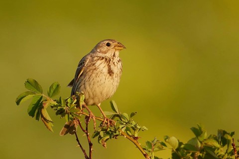 Corn Bunting (Emberiza calandra) male, Armenia