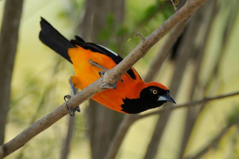 Venezuelan Troupial (Icterus icterus), Pantanal, Brazil