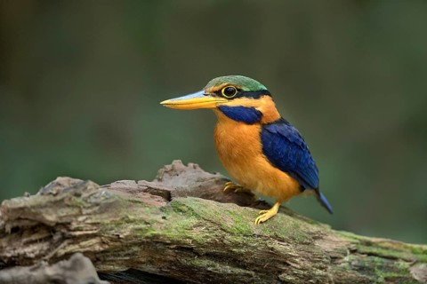 Rufous-collared Kingfisher (Actenoides concretus) male perched on a branch, Pahang, Malaysia