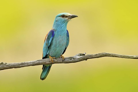 European Roller sitting on the branch, blurred yellow background. Wildlife scene from Europe nature