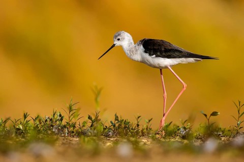 Black-winged Stilt (Himantopus himantopus) female foraging, North Rhine-Westphalia, Germany