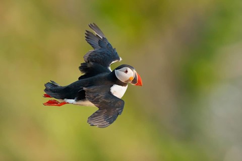 Atlantic Puffin (Fratercula arctica) flying, Iceland