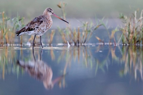 Black-tailed Godwit (Limosa limosa), Danube Delta, Romania