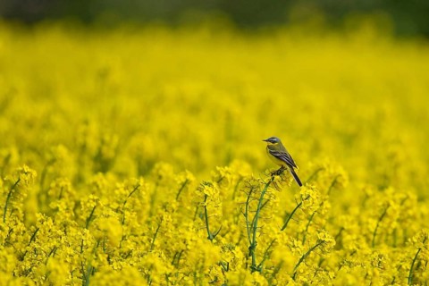 Western Yellow Wagtail (Motacilla flava) male perched in flowering rape field, Baden-Wuerttemberg,