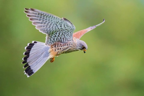 Common Kestrel (Falco tinnunculus) male flying, Baden-Wuerttemberg, Germany