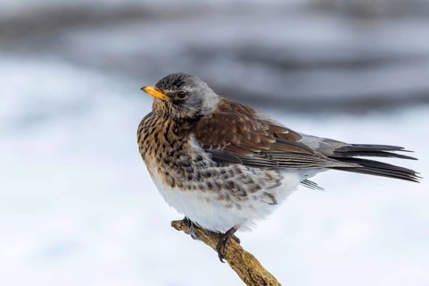 Fieldfare (Turdus pilaris) perched on a branch, Mecklenburg-Western Pomerania, Germany